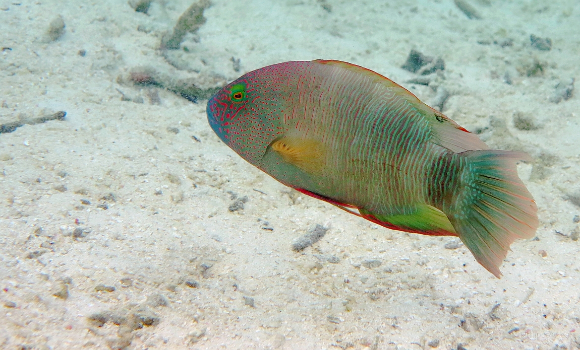 IMG_0946rf_Maldives_Madoogali_House reef_Labre maori tribole_Cheilinus tribolatus.jpg